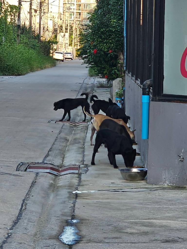 Chaba staff caring stray dog